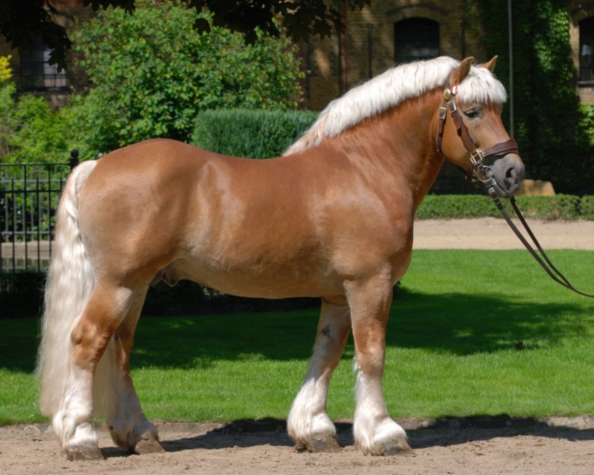 stallion Helmut (Rhenish-German Cold-Blood, 2004, from Hurrican)