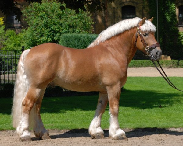 stallion Helmut (Rhenish-German Cold-Blood, 2004, from Hurrican)