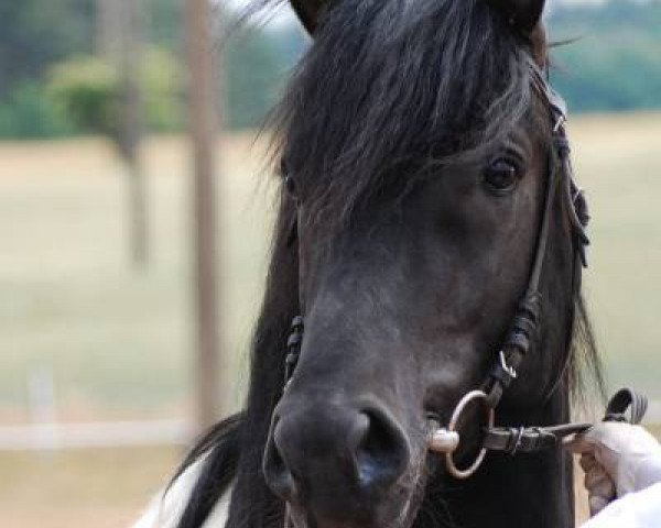 stallion Olli T. (Lewitzer, 2004, from Orlando)