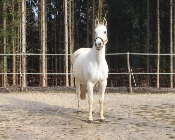 Zuchtstute Farina (Trakehner, 2004, von Schneesturm)