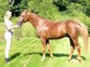 dressage horse Mahrdorf Dragoon (German Riding Pony, 2000, from Donauwind)