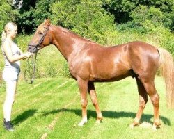 dressage horse Mahrdorf Dragoon (German Riding Pony, 2000, from Donauwind)