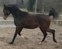 stallion CBA Mathar (Arabian thoroughbred, 2013, from ZT Marwteyn ox)