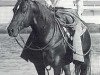 Deckhengst Peppy San (Quarter Horse, 1959, von Leo San)