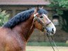 stallion Hadrian (Rhenish-German Cold-Blood, 2010, from Heidjer II)