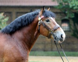 stallion Hadrian (Rhenish-German Cold-Blood, 2010, from Heidjer II)