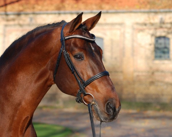 stallion Fillis (Westphalian, 1995, from Ferragamo)
