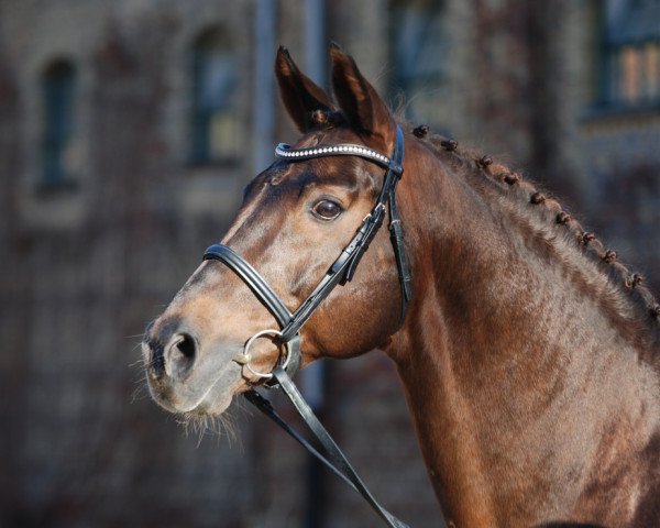 dressage horse Fiano (Rhinelander, 1999, from Fidermark I)
