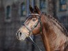 stallion Fiano (Rhinelander, 1999, from Fidermark)
