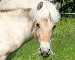 Pferd Kiandor (Fjordpferd, 2013, von Kelvin)