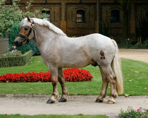 stallion Emilio (Rhenish-German Cold-Blood, 2006, from Ed Oskar)