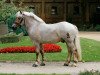 stallion Emilio (Rhenish-German Cold-Blood, 2006, from Ed Oskar)
