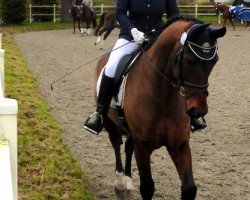 dressage horse Raikkönen (Hanoverian, 2005, from Rousseau)