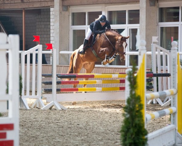 horse Quinteron (Westphalian, 2009, from Quicksilber)