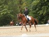 dressage horse Pretender 24 (Hanoverian, 2006, from Preussenprinz)