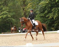 dressage horse Pretender 24 (Hanoverian, 2006, from Preussenprinz)