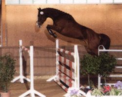 jumper Escalu (Hanoverian, 2004, from Escudo I)