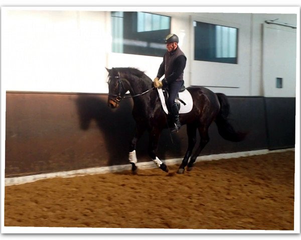 dressage horse Belamie (Oldenburg, 2011, from Belstaff)