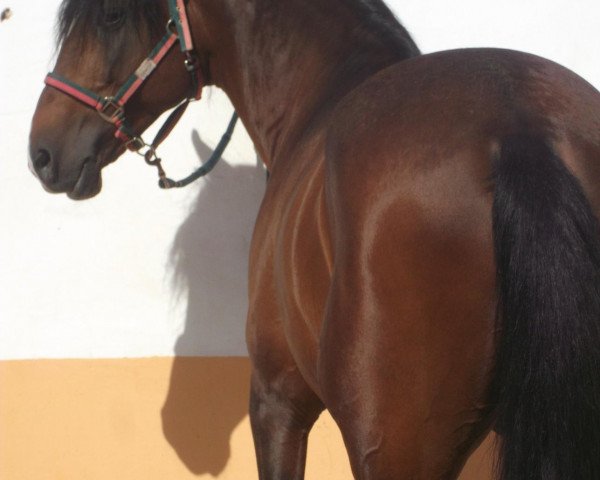 Deckhengst X-Otico (Lusitano, 2003, von Luxer)