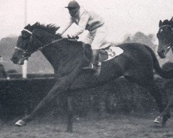 broodmare Muskatbluete xx (Thoroughbred, 1948, from Ticino xx)