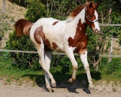 Pferd Mr Big Step Munchkent (Paint Horse, 2013, von Big step go for cash)