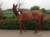 Springpferd Bayon van de Haandpaol (Nederlands Rijpaarden en Pony, 2005, von Bokkesprong Czardas)