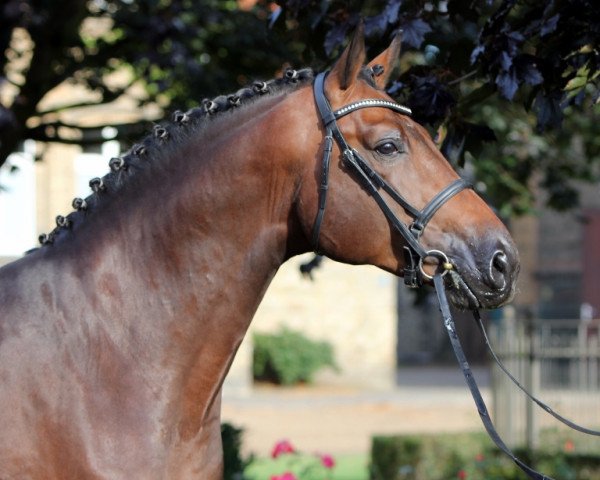 stallion Daily Motion (Belgian Warmblood, 2011, from Darco)