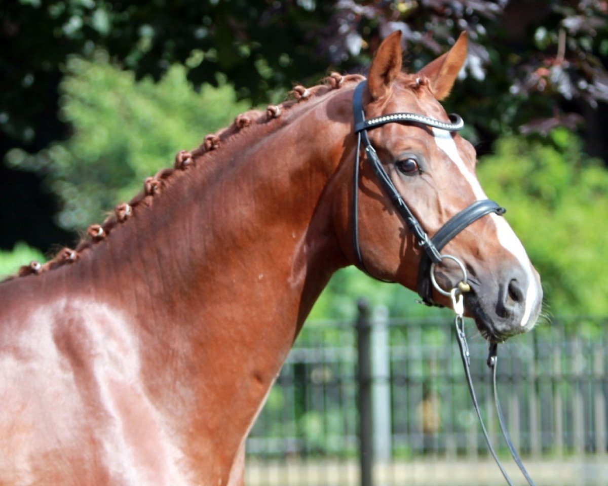dressage horse Blickfang (Hanoverian, 2011, from Belissimo NRW)
