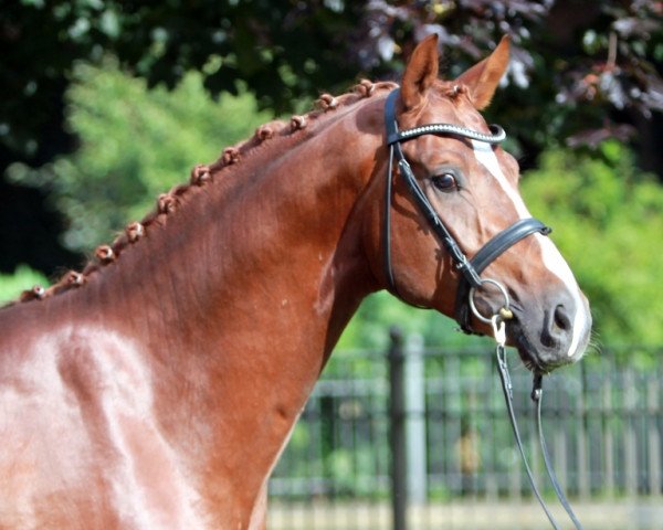 stallion Blickfang (Hanoverian, 2011, from Belissimo NRW)