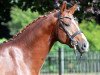 dressage horse Blickfang (Hanoverian, 2011, from Belissimo NRW)