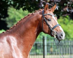 dressage horse Blickfang (Hanoverian, 2011, from Belissimo NRW)