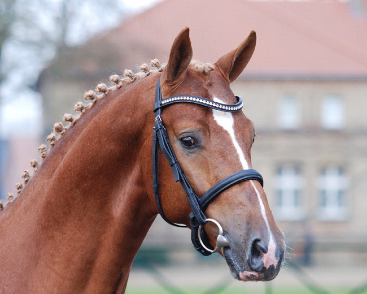 stallion Avicii (Westphalian, 2012, from Apache)