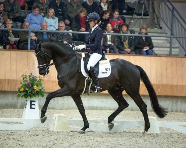 stallion All At Once (Dutch Warmblood, 2010, from Ampère)