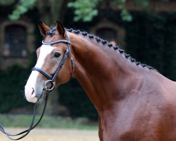 stallion Farbenspiel (Westphalian, 2010, from Florenciano 6)