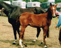 broodmare Gloria 490 (Hanoverian, 1998, from Graf Top)