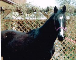 broodmare Eirene (Hanoverian, 1991, from Eiger I)