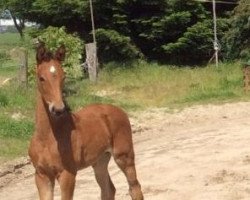 broodmare Chloe B (Oldenburg, 2014, from Crown Z)