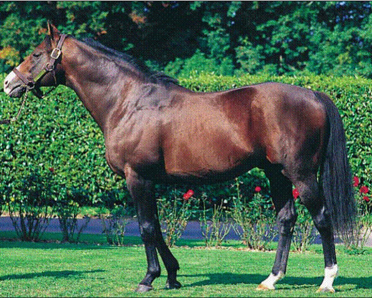 stallion Septime Ciel xx (Thoroughbred, 1987, from Seattle Slew xx)
