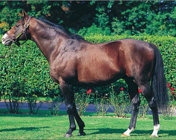 Deckhengst Septime Ciel xx (Englisches Vollblut, 1987, von Seattle Slew xx)