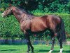 Deckhengst Septime Ciel xx (Englisches Vollblut, 1987, von Seattle Slew xx)