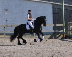 dressage horse Vlimmen (KWPN (Royal Dutch Sporthorse), 1998, from Fetse 349)