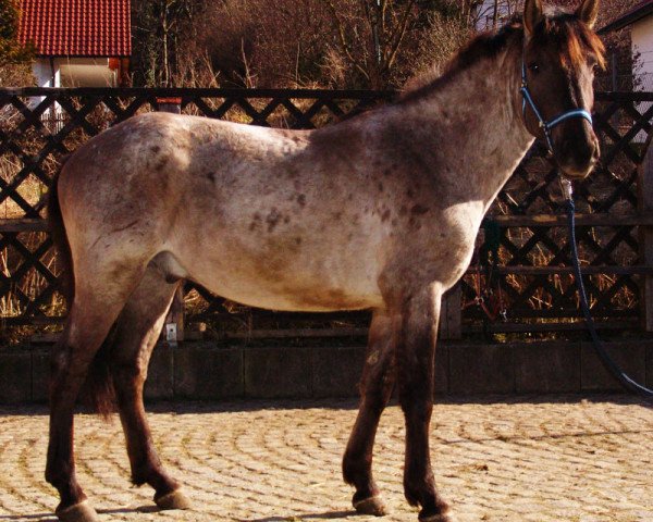 Pferd Cipsi (Konik, 2011)