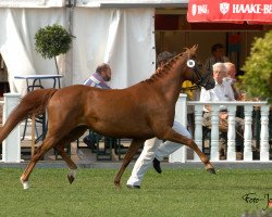 broodmare Chocolate (German Riding Pony,  , from Vivaldi)