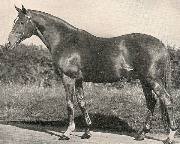 stallion Tremola xx (Thoroughbred, 1918, from Tredennis xx)
