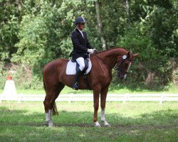 dressage horse Feuerstein 35 (Hanoverian, 2009, from Fuerst Rousseau)