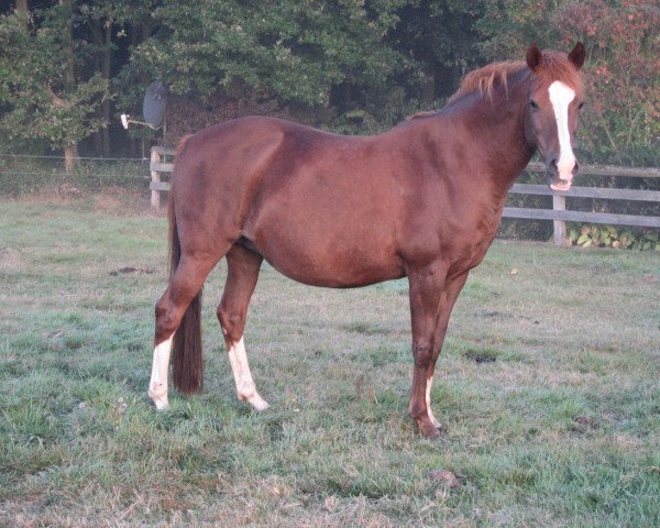 broodmare Catharina (German Riding Pony, 1999, from Top Nonstop)