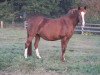 broodmare Catharina (German Riding Pony, 1999, from Top Nonstop)
