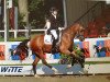 broodmare Comme il faut WE (German Riding Pony, 2010, from No Limit)