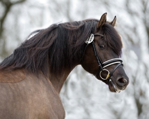 Deckhengst Tocara's Standing Ovation (Morgan Horse, 2010, von Tocaras Master of Success)