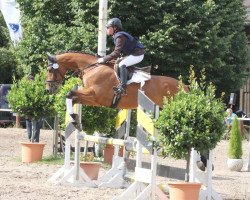 jumper Barbados 26 (Polish Warmblood, 2009, from Moravia)